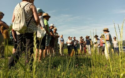 Heilpflanzen vor der Haustüre – Auf Kräuterspaziergang mit Drogistin Angela Krämer