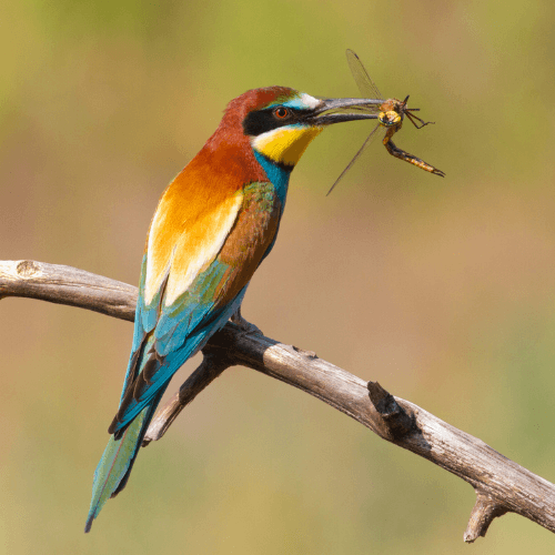 Rangerin Madeleine Gersbach