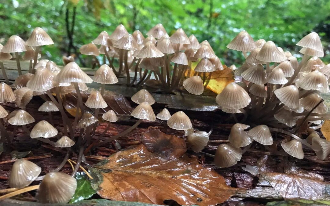Magische Welt der Pilze