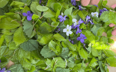 Vom Junior Ranger zum Young Ranger: Ein wilder Vormittag im Wald